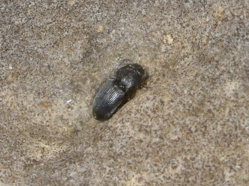 Mini Elateridae?